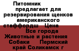 Питомник KURAT GRAD предлагает для резервирования щенков американского стаффордш › Цена ­ 25 000 - Все города Животные и растения » Собаки   . Пермский край,Соликамск г.